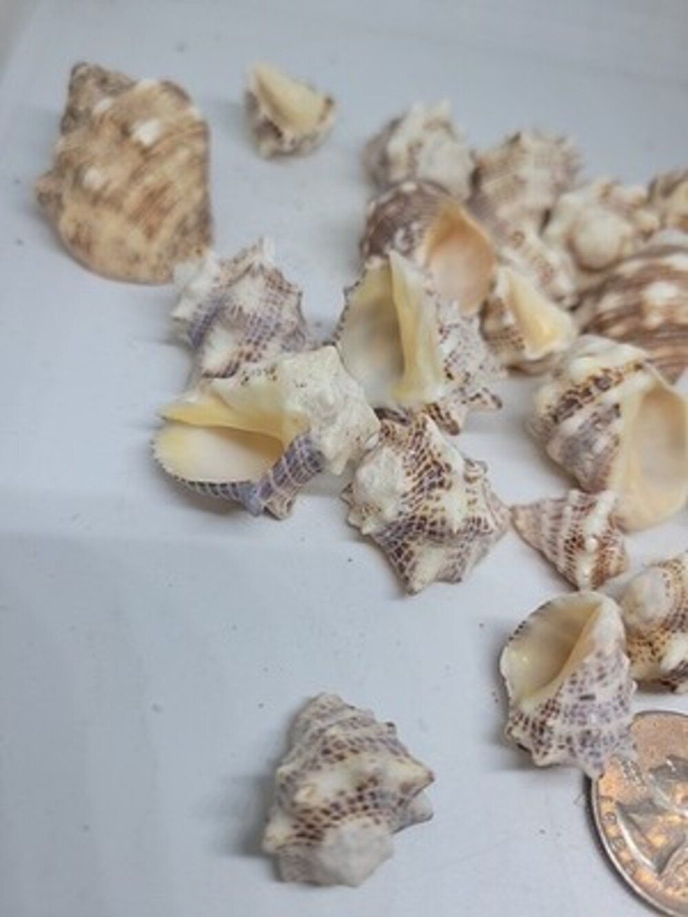 Murex Sea Shell Collection 23 Shells From Old Collection - Picture 2 of 4